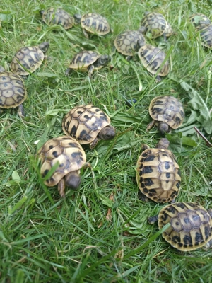 Griechische Babylandschildkröten mit Papiere