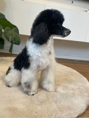 Deckrüde Zwergpudel Harlekin (kein Verkauf!)