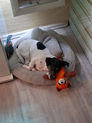 Jack Russell Terrier zu verkaufen 