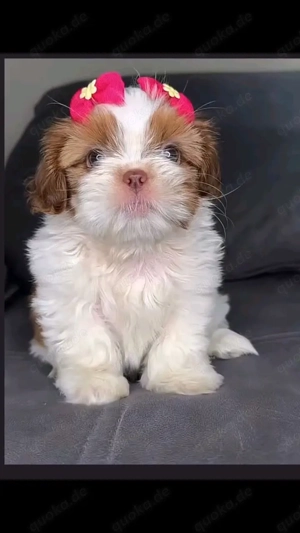 Reinrassiger Shih Tzu    
