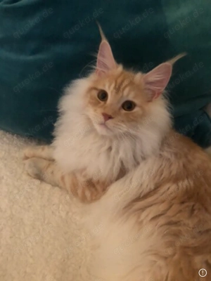 Kleiner verschmuster Champion mit seidigem Fell und Stammbaum 