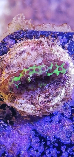 Meerwasser Korallen Paket zum tauschen 