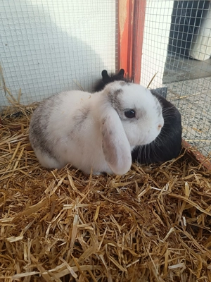 2 Kaninchen zu verkaufen