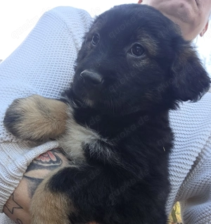 Welpen Mädchen Mischling 