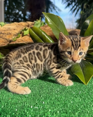 Niedliche und liebenswerte Bengalkätzchen suchen ein neues Zuhause