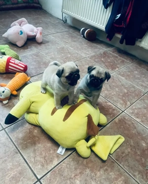 Zwei bezaubernde Mops-Welpen