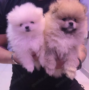 2 wunderschöne Pomeranians abzugeben