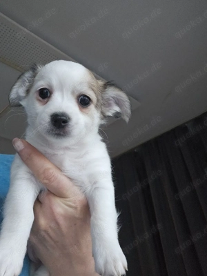 Süsse Chihuahua Welpen 