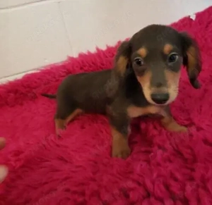 entzückender Dackelwelpe