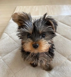 Yorkshire Terrier Welpen.