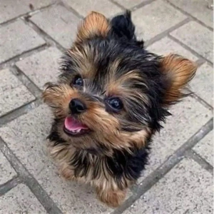 Yorkshire Terrier Welpen
