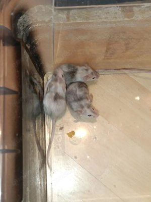 4 junge marbel mäuse 