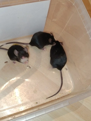 3 satin schwarze mäuse