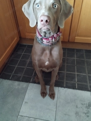 Weimaraner Hündin 10 Monate ,sucht ein liebevolles zu Hause