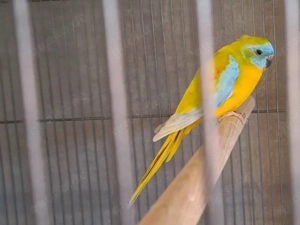 Vögel Glanzsittiche 