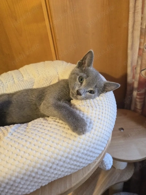 Russisch Blau Kitten m. Stammbaum M W Eltern 10 Tests  Bild 3