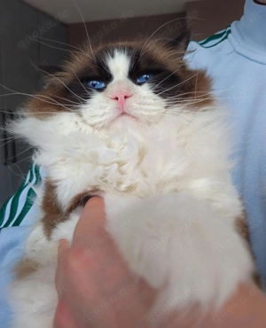 Ragdoll Deckkater mit Stammbaum. Champion Bild 3