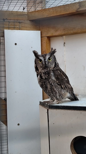 Kennicottii-Eule  Westkreischeule 