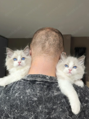 Ragdoll Deckkater mit Stammbaum. Champion Bild 10