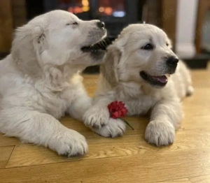 Golden-Retriever-Welpen