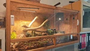 3 Terrarien + 3 Königspythons+ 2 Kornnattern 