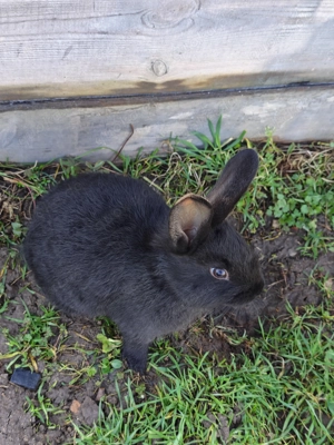 Kaninchen sucht neues Haus 