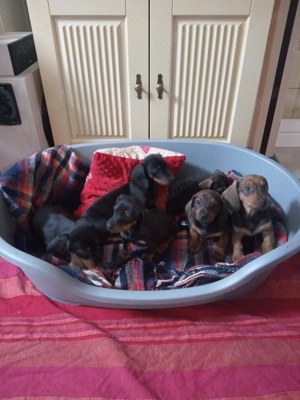 Zwerg Dackel Welpen!