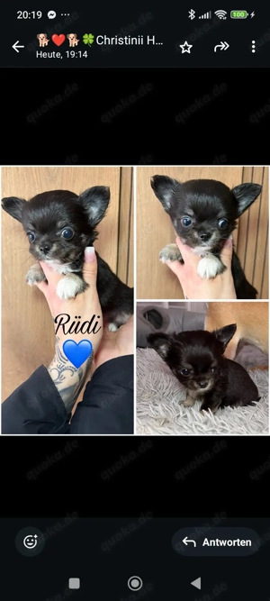 Reizende Chihuahua Rüden Welpen mit Ahnentafel
