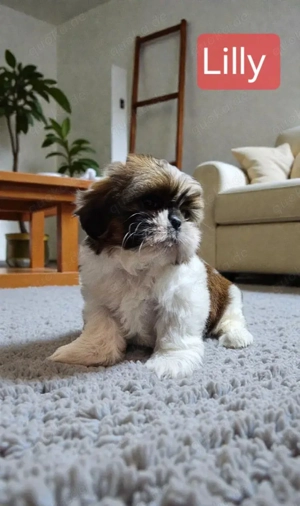 Shih Tzu Welpen