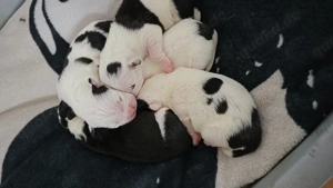 Französicher bulldoggen mix welpe