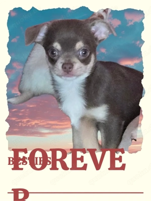 Chihuahua Welpen Mädels Reinrassig