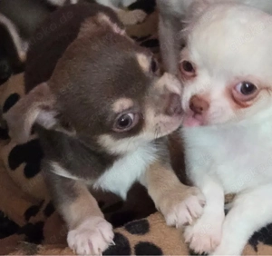 Chihuahua Welpen Mädels Reinrassig