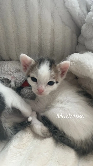 süßes katzenbaby sucht ein zuhause 