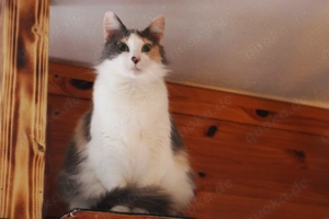 Malaika   Hübsche Fluse mit Flausen im Kopf