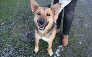  Freundliche Louve sucht ihre Menschen