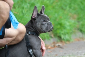 Französische Bulldogge 