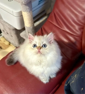 Bkh blh Kitten mit Stammbaum