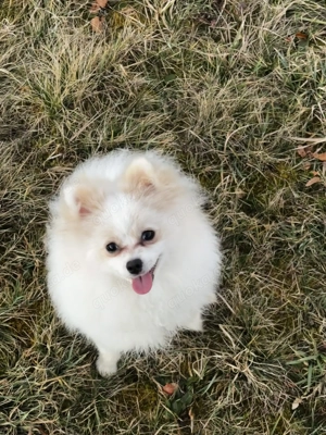 Yuna sucht ihr Für-immer-Körbchen 