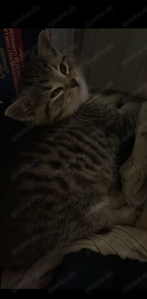 Süße kitten abzugeben 