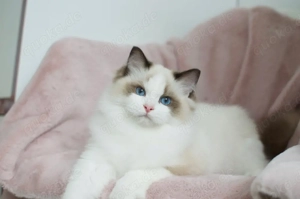 Männlich und weiblich Süße kleine Ragdoll Kitten