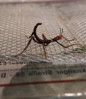 Extatosoma tiaratum (Austral.Gespenstschr.) EIER (Phasmiden) 