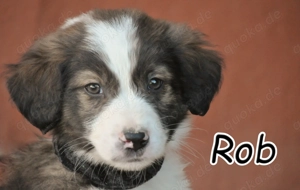 Wer möchte Rob beim Großwerden begleiten und ihm das liebevolle Zuhause schenken.