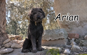 Wer möchte diesem besonderen Lockenkopf zeigen, wie sich ein eigenes Körbchen anfühlt?