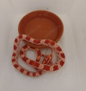 Kornnatter Jungtiere (Pantherophis guttatus) 