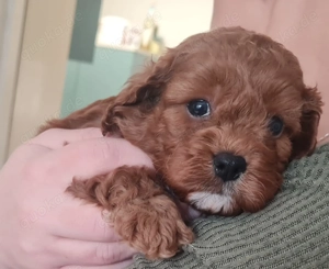 Herzensbrecher - Cavapoo Bild 3