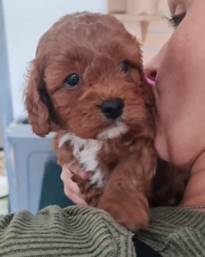 Herzensbrecher - Cavapoo Bild 2