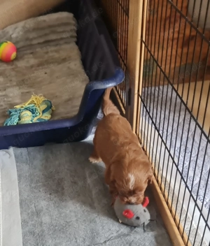 Herzensbrecher - Cavapoo Bild 4