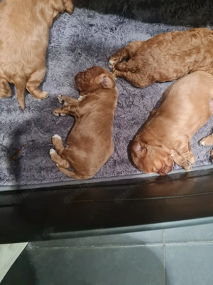 Herzensbrecher - Cavapoo Bild 6