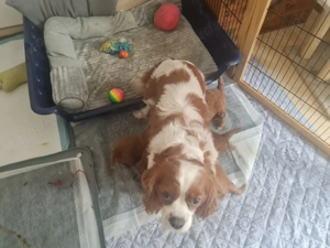 Herzensbrecher - Cavapoo Bild 9