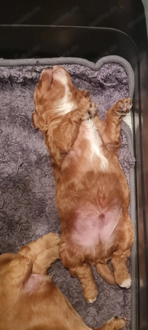 Herzensbrecher - Cavapoo Bild 7